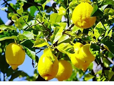 VibeX Fruit Seed ( Lemon perfume) Seed(10 per packet)