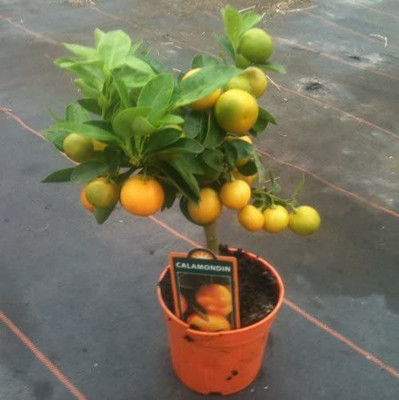 VibeX Lemon Seed(14 per packet)
