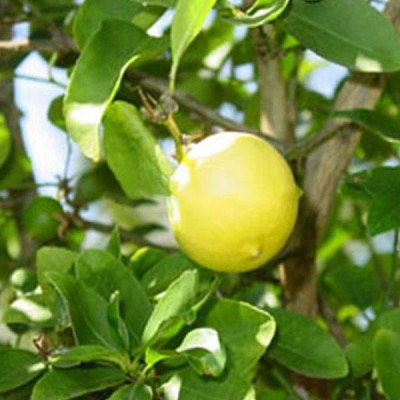 VibeX Nimbu Lemon Seeds Fruit Seeds Indoor Bonsai Seed(50 per packet)