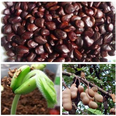 ActrovaX Grade A Quality - Tamarind Tree [1600 Seeds] Seed(1600 per packet)