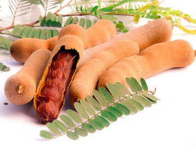 WILLVINE Tamarind Seeds (Tamarindus indica) Seed(50 per packet)
