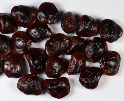 VibeX Mountain Tamarind Seeds Seed(5 per packet)