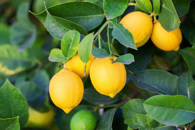 VibeX ™ XII-477 Lemon Desi Plant Seeds Nimbu Variety Seed(35 per packet)