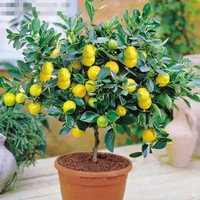 VibeX XII-647 Lemon Organic Citrus Seeds Seed(14 per packet)