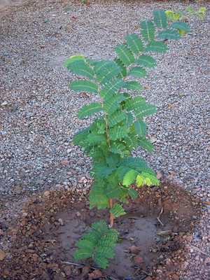 WILLVINE Certified Germination Tamarind, imli or Tamarindus indica Tree Seed(25 per packet)