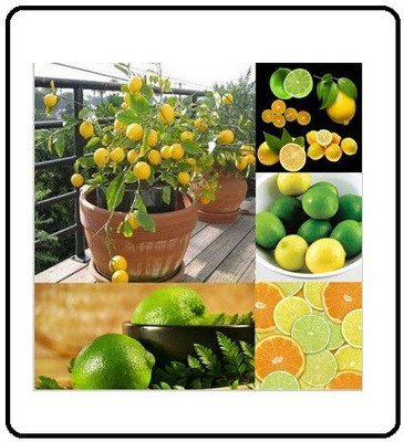 VibeX Lemon Seed(15 per packet)