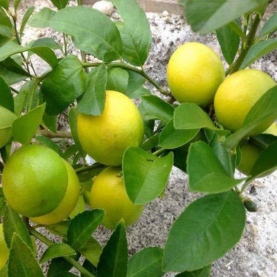 VibeX Lemon Seed(40 per packet)