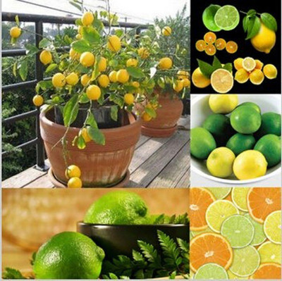 VibeX Lemon Seed(10 per packet)