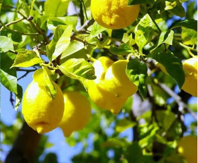 VibeX Lemon Seed(10 per packet)
