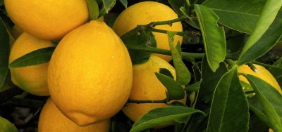 CRGO ™ XII-381 Seedless Lemon Rasaali Variety Seeds Seed(2 per packet)