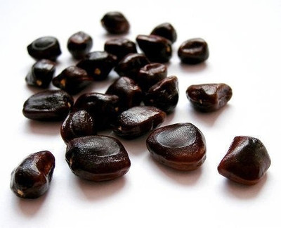 VibeX VXI-473Tamarind Bonsai Suitable Seeds Seed(6 per packet)