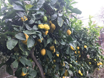 VibeX XII-794 Hybrid Seed Lemon Plant Seeds Seed(15 per packet)