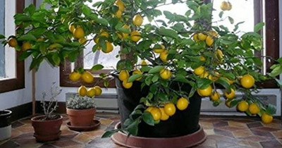 VibeX Lemon Seed(25 per packet)