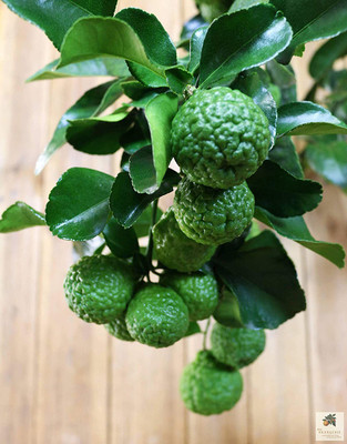 VibeX ® XII-1674 Kagzi Lemon Dwarf Variety Seed(15 per packet)