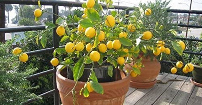 VibeX ® XII-1350 Hybrid Seed Lemon Plant Seeds Seed(20 per packet)