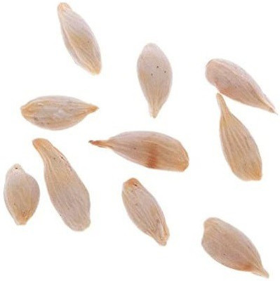 VibeX Lemon Seed(9 per packet)
