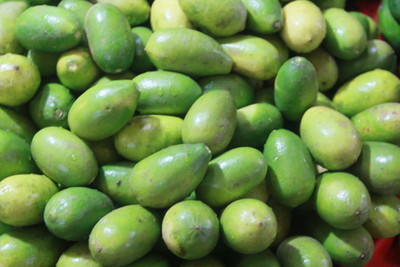 Biosnyg Nimboo Kagji Lemon Bangladesh Variety (1.5 to 2 ft Height) 10 Seeds Seed(10 per packet)
