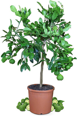 VibeX XII-1667 Hybrid Kagzi Lemon Dwarf Variety Seed(14 per packet)