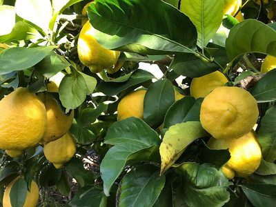 VibeX ™ XII-781 Huge Production Hybrid Seed Lemon Seed(2 per packet)