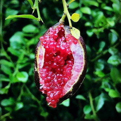 VibeX Lemon Seed(25 per packet)