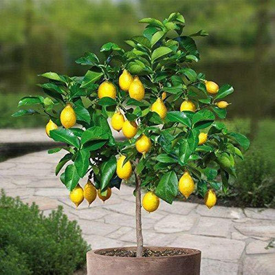 VibeX Rare Italian Lemon Fruit Seeds Seed(10 per packet)
