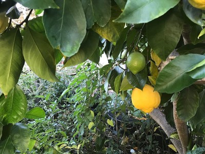 Biosnyg Hybrid Kagzi Lemon Dwarf Variety 50 Seeds Seed(50 per packet)