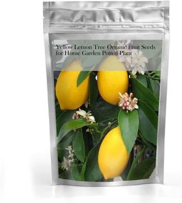 VibeX Yellow Lemon Seed(6 per packet)