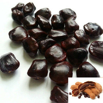 VibeX Malabar Tamarind Seeds Seed(8 per packet)