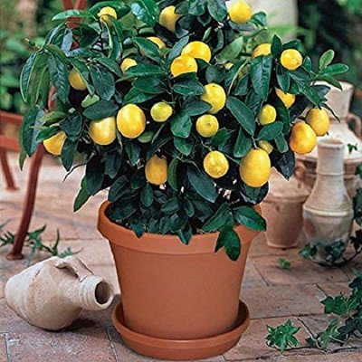 WILLVINE Lemon Seed(50 per packet)