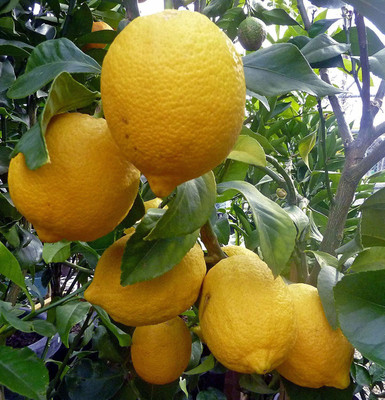 VibeX ® XII-310 Huge Production - Hybrid Kagzi Lemon Dwarf Variety Seed(20 per packet)