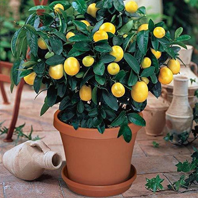 VibeX Lemon Seed(2 per packet)