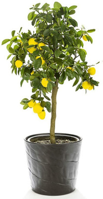 VibeX Lemon Seed(40 per packet)
