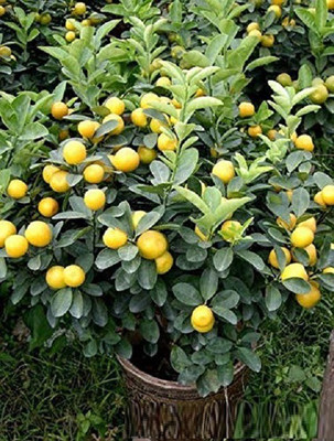 VibeX XII-505 Certified Heirloom Fruit Lemon Seeds Seed(10 per packet)