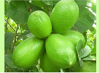 VibeX Dwarf with Full Sized Tasty Lemons Seeds Seed(40 per packet)