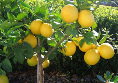 CRGO ™ XII-567 Guarenteed Germination Large Size Tasty Lemons Seeds Seed(14 per packet)