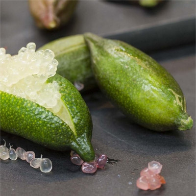 VibeX XII-869 Finger Lime - Citrus Australasica - Caviar Lime Tree Seed(18 per packet)