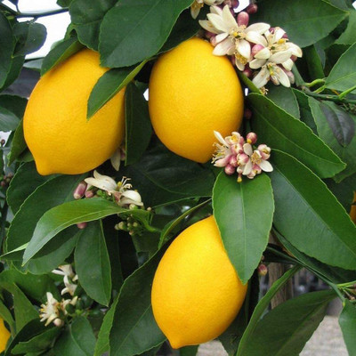 VibeX XII-958 Seeds Yellow Lemon Tree Seed(40 per packet)