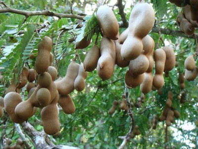 VibeX Imli or Tamarindus indica Tree Seed(9 per packet)