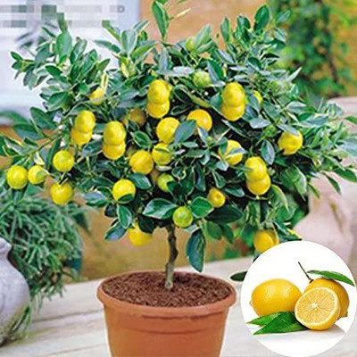 Biosnyg Lemon Seed(25 per packet)