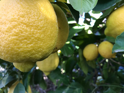 VibeX Lemon Seed(16 per packet)