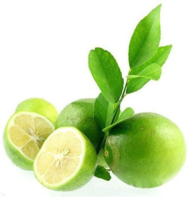 VibeX ® XII-1244 Australian Finger Lime Semi-Dwarf Tree Seeds Seed(8 per packet)