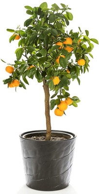 VibeX XII-1101 Lemon Tree Organic Fruit Seeds for Home Garden Seed(2 per packet)
