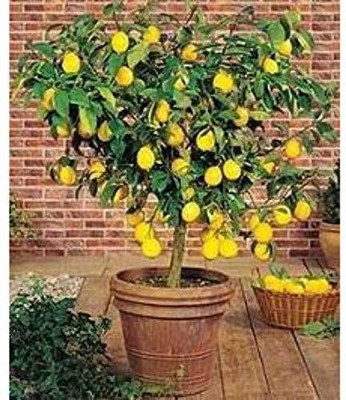 WILLVINE Lemon Seed(50 per packet)