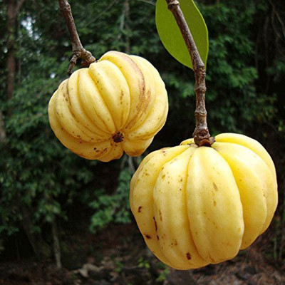 VibeX Malabar Tamarind Bonsai Suitable Seeds Seed(7 per packet)