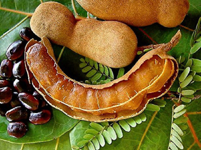 VibeX Imli Tamarind Seeds Seed(30 per packet)