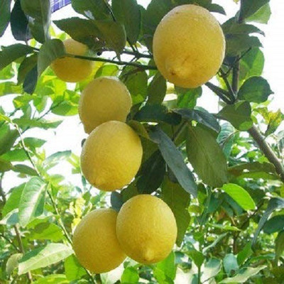 CRGO ™ XII-03 Hybrid Kagzi Lemon Dwarf Variety Seed(6 per packet)
