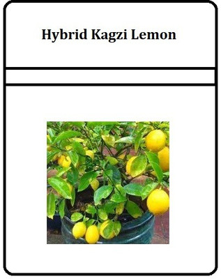 VibeX XII-20 Kagzi Lemon Dwarf Variety Seed(50 per packet)