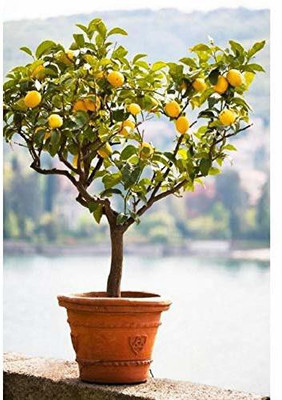 VibeX ™ XII-153 Tropical Fruit Meyer Lemon Dwarf Citrus Seed Seed(9 per packet)