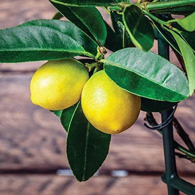 VibeX Yellow Lemon Seed(5 per packet)
