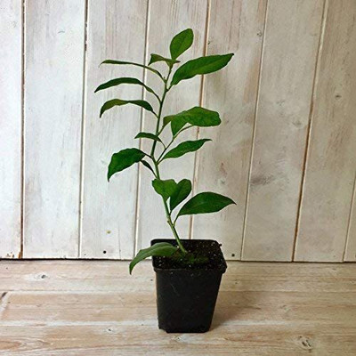 VibeX Lemon Seed(30 per packet)